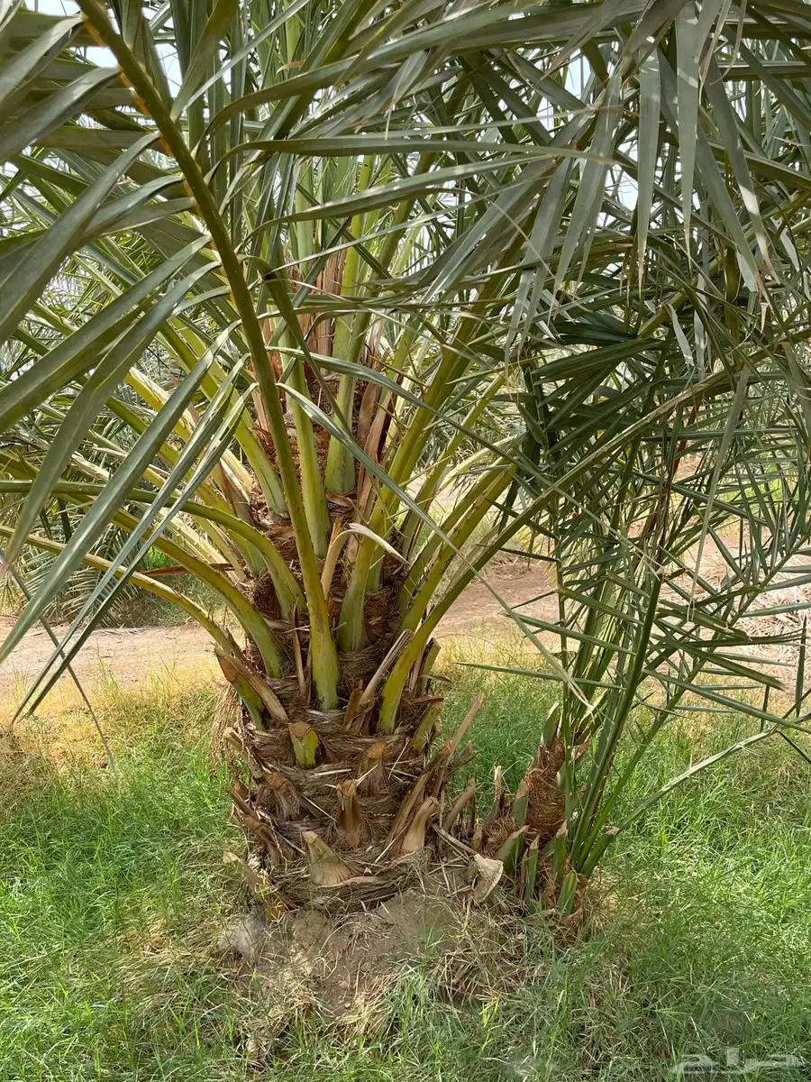 الزباير 2
