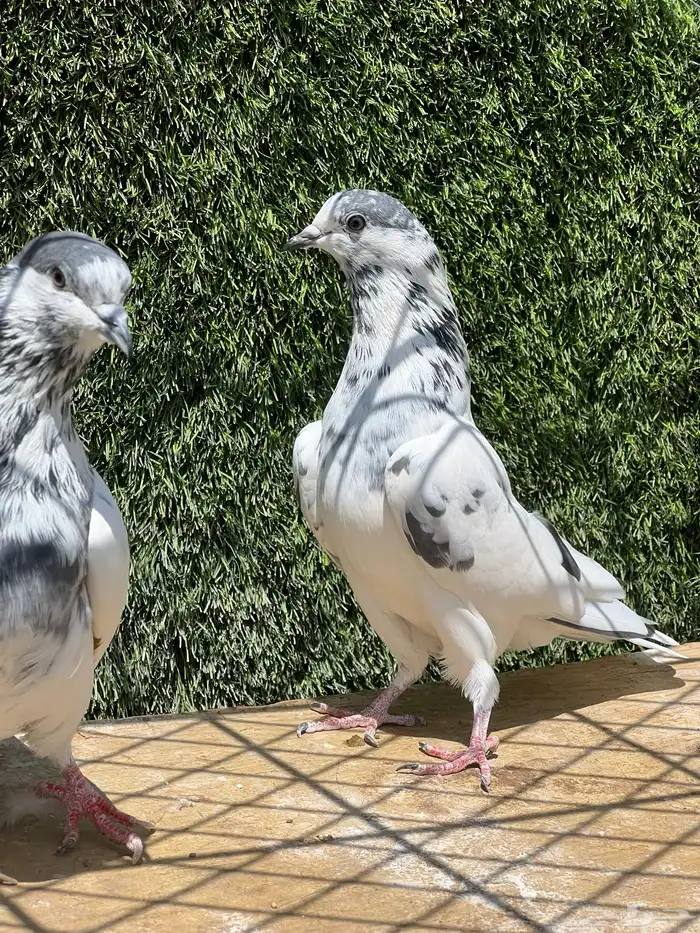 حمام باكستاني 24
