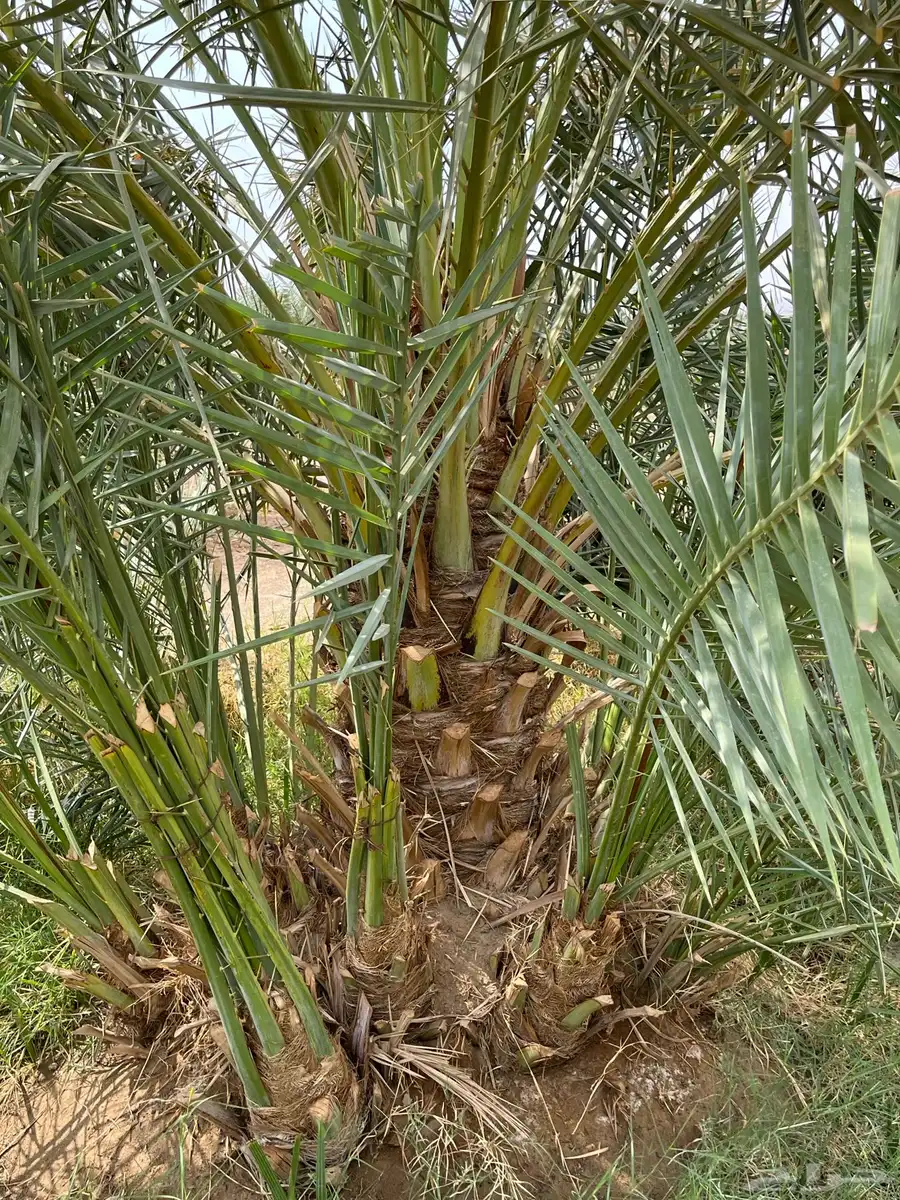 الزباير 4