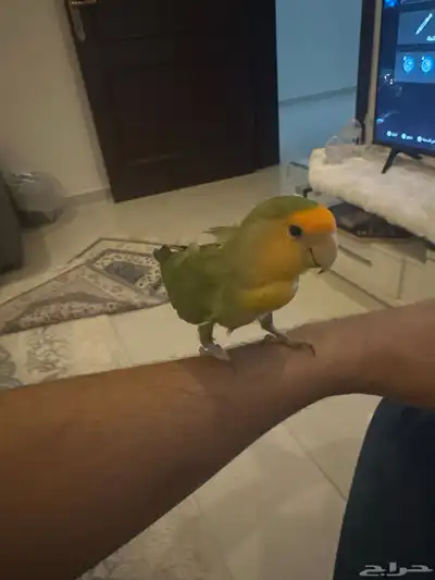 روز 1