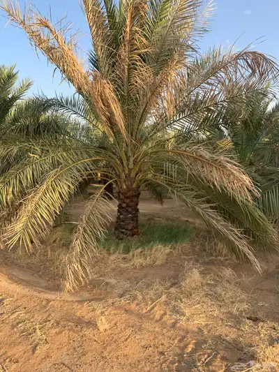 جثايث سكري وخلاص 0