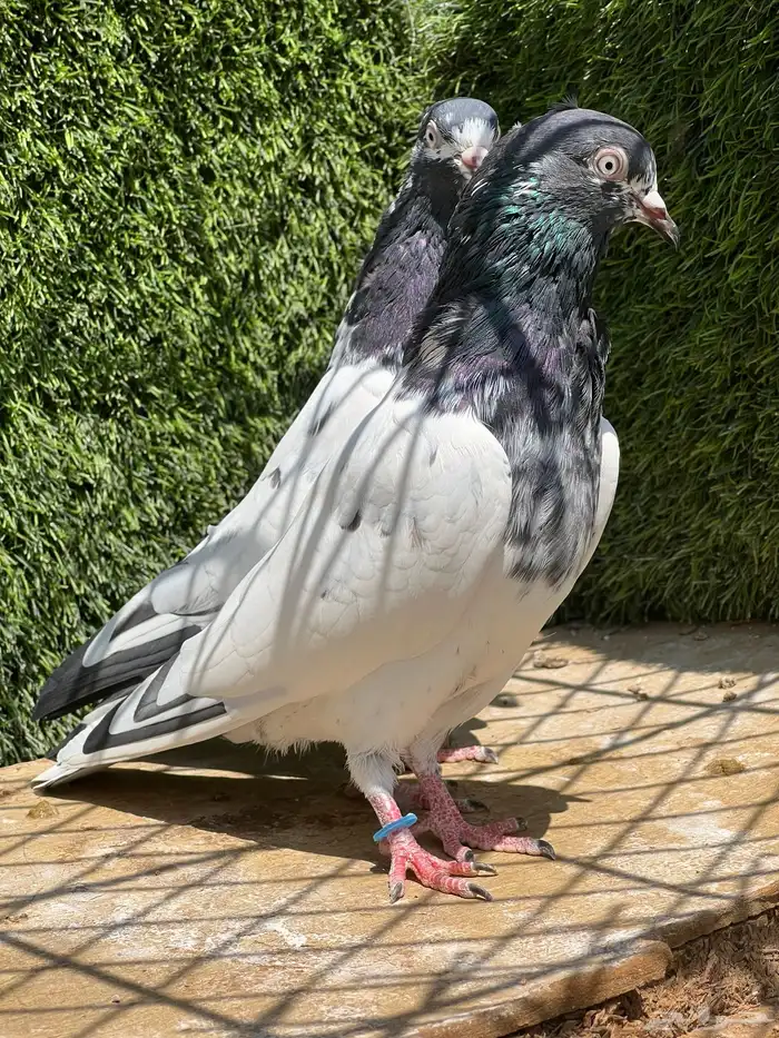 حمام باكستاني 0