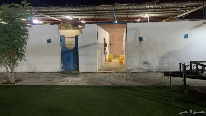 ايواء تدريب عسف ركوب جمال 4