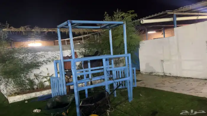 ايواء تدريب عسف ركوب جمال 3