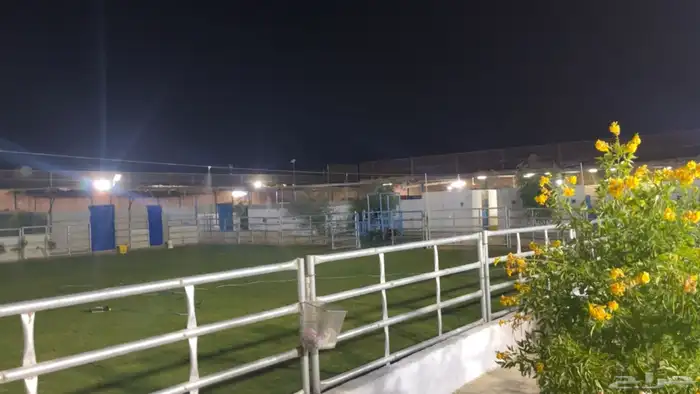 ايواء تدريب عسف ركوب جمال 5