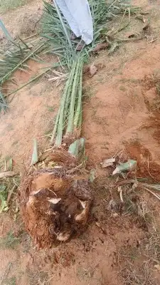 يوجد لدينا انواع النخيل 3