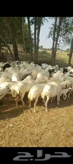 ضان مقاني العداد 50مولدات 10حبات ولباقي قرايب 0