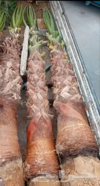 نخل واشنطن للبيع 3