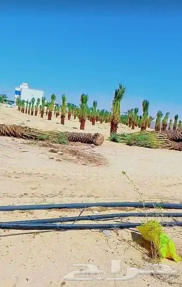 زبايناالكرام يوجدلدينانخل خلاص وخضري هلالي سكري برحي ونانه 2