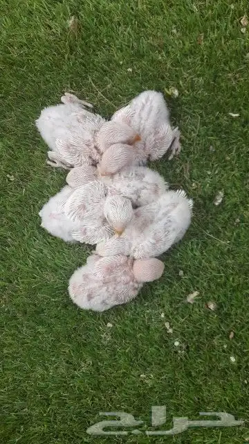 روز فروخ روز البينو غر 5