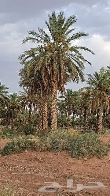 نخل للبيع 0