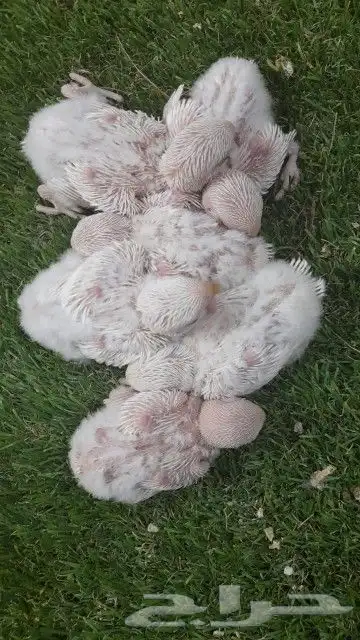 روز فروخ روز البينو غر 1