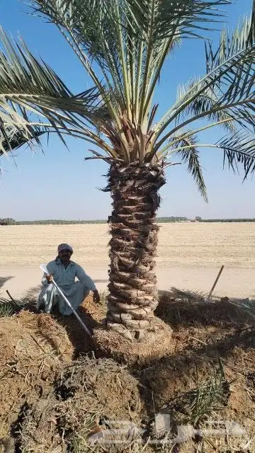 نخل للبيع 0
