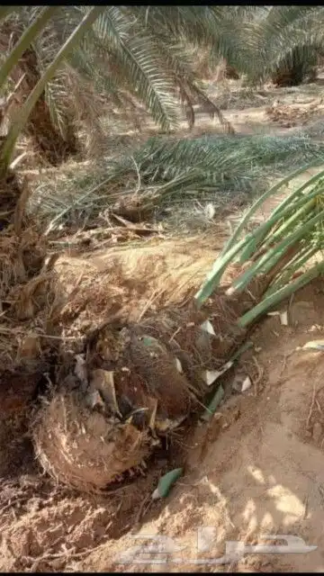 يوجد لدينا انواع النخيل 9