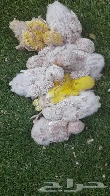 روز فروخ روز البينو غر 2