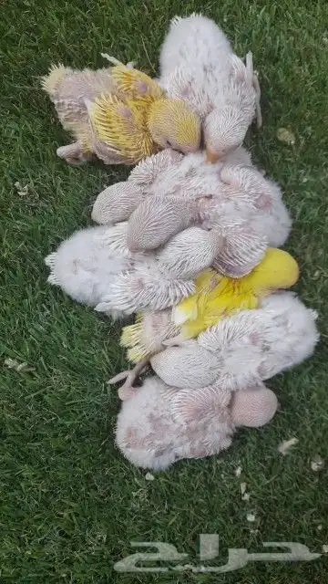 روز فروخ روز البينو غر 7