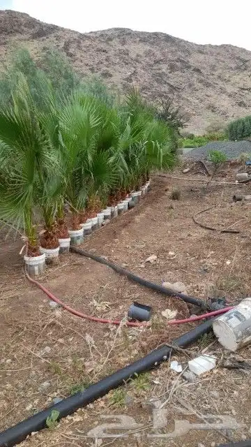 يوجد لدينا جميع انواع انخيل 1