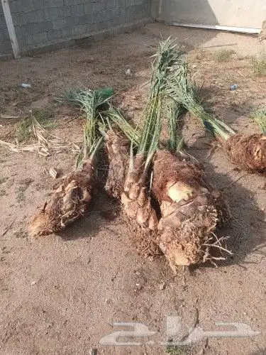 يوجد لدينا جميع انواع انخيل 9