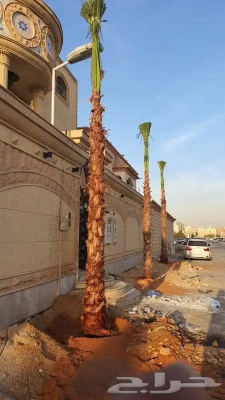 نخيل واشنطني زينه امريكي اللبيع 0