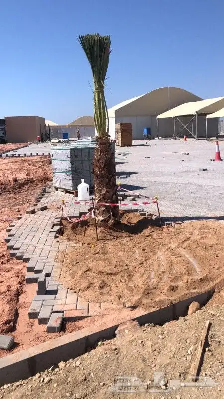 نخل واشنطن ونخل عربي وحمضيات 8