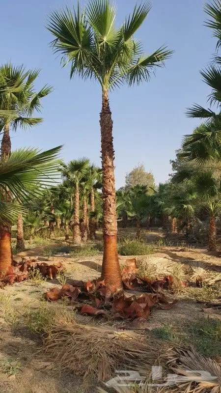 نخيل واشنطني زينه امريكي اللبيع 2