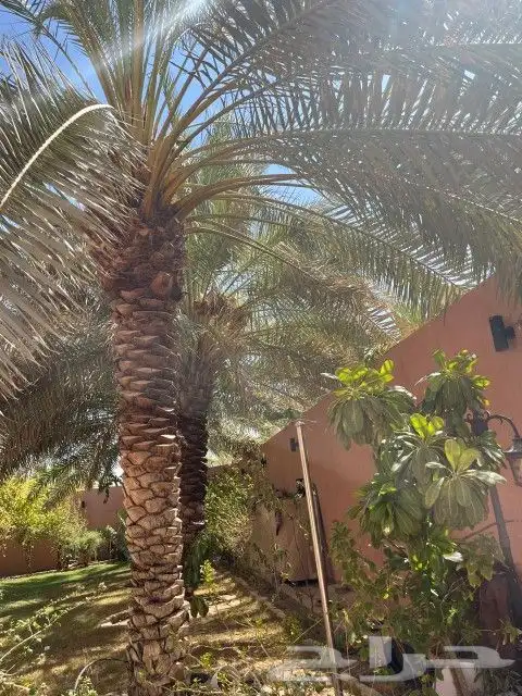 نقوم باعمال التراث الحجروالطين 4