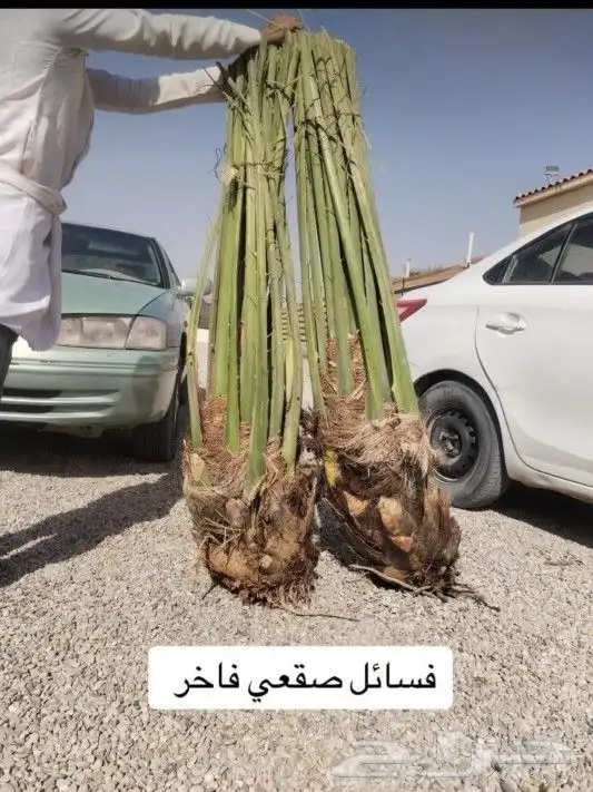 لدينا نخل للبيع جميع انواع مقاسات العربي والواشنطني 0