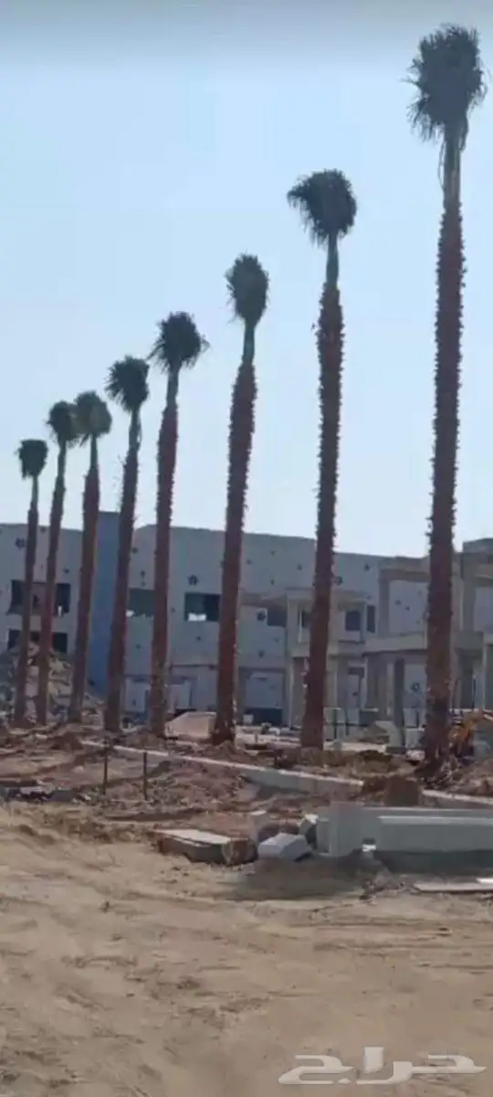 نخل واشنطن للبيع 0