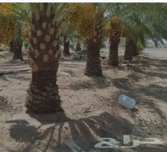 لدينا نخل للبيع جميع انواع مقاسات العربي والواشنطني 2