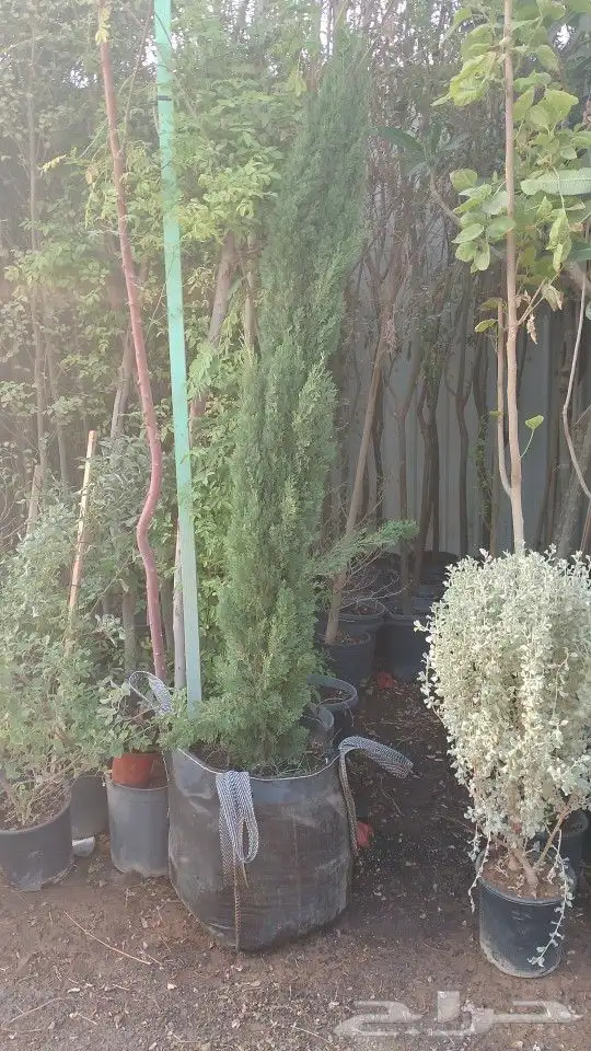 سرو ايطالي رقم وحد من 3 متر مترين متر 6