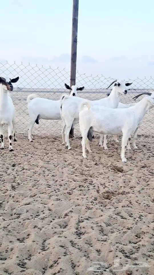 معزاء بيشيات صنف الصنف 4