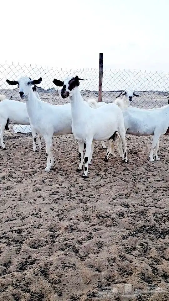 معزاء بيشيات صنف الصنف 1