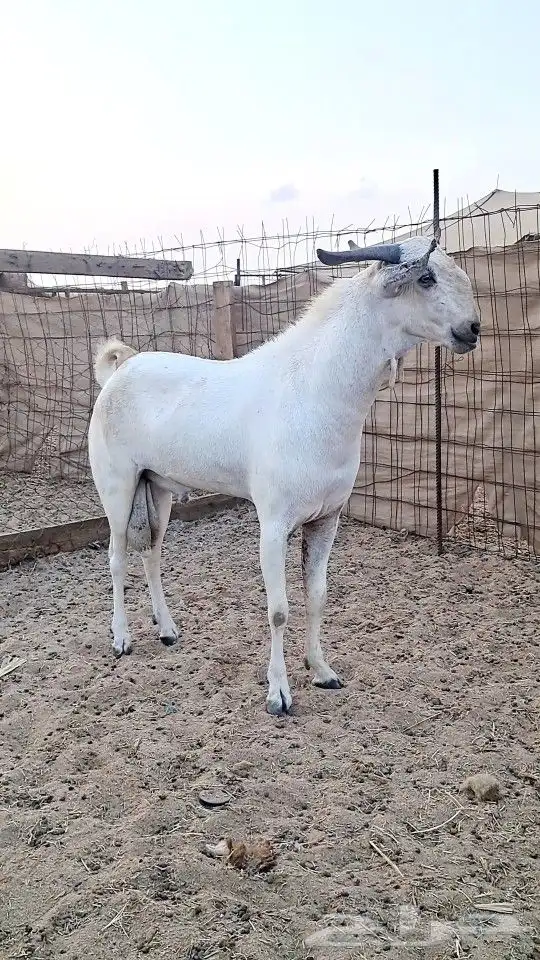 معزاء بيشيات صنف الصنف 6