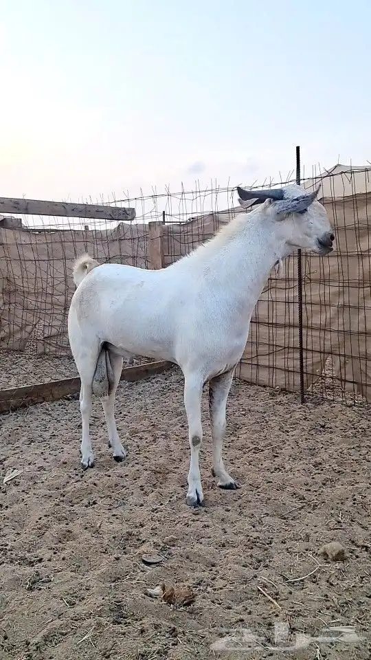 معزاء بيشيات صنف الصنف 5