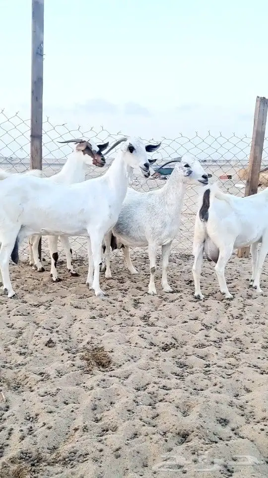 معزاء بيشيات صنف الصنف 3