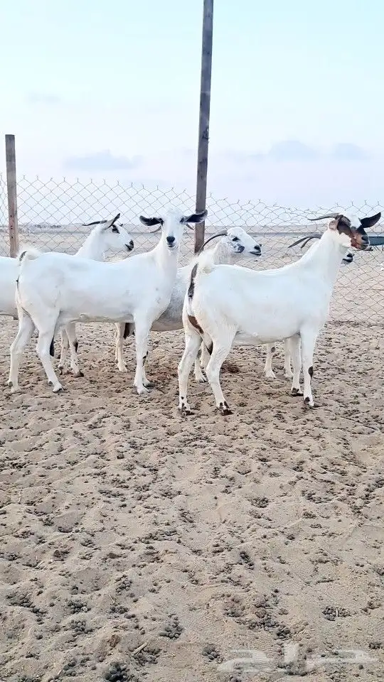 معزاء بيشيات صنف الصنف 2