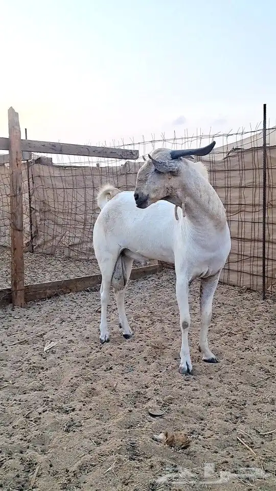 معزاء بيشيات صنف الصنف 7