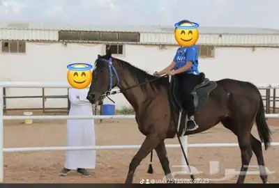 تدريب ركوب خيل بقل السعر 3