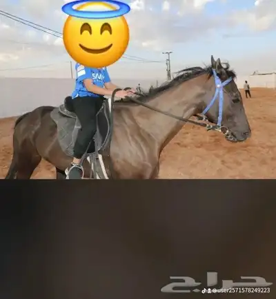 تدريب ركوب خيل بقل السعر 2