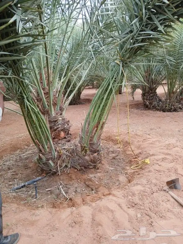 يوجد لدينا انواع النخيل 4