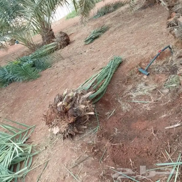 يوجد لدينا انواع النخيل 5