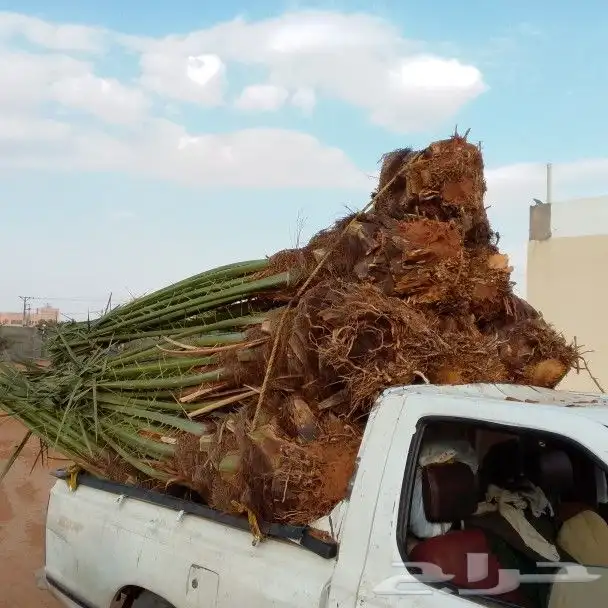 يوجد لدينا انواع النخيل 1