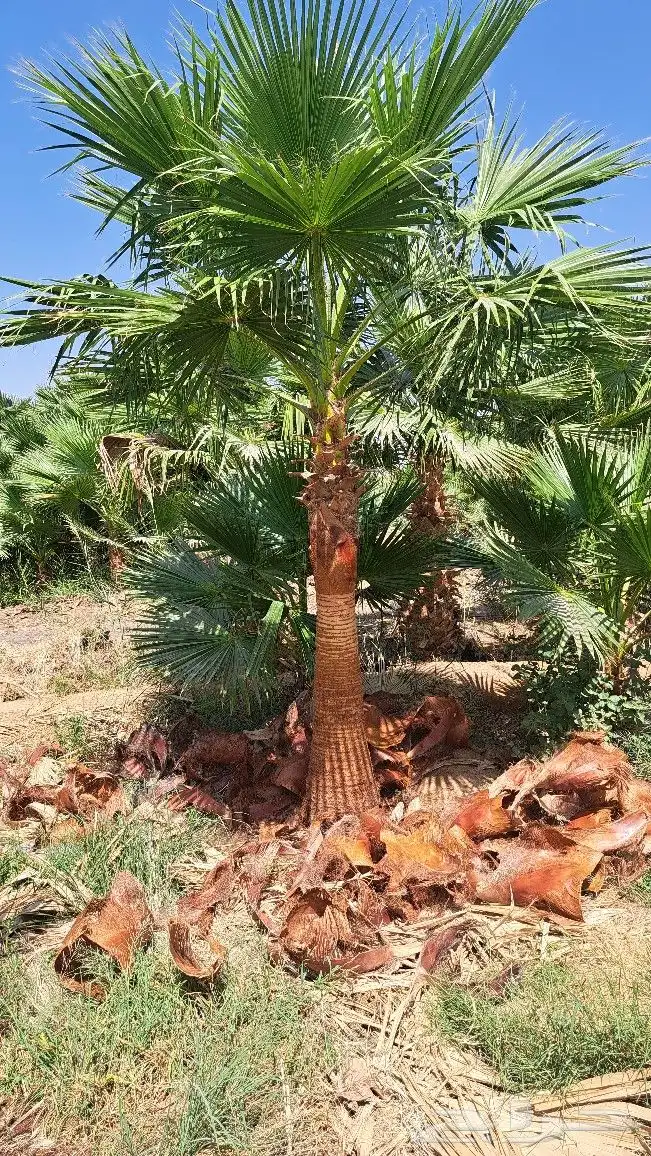 نخل واشنطن للبيع 7