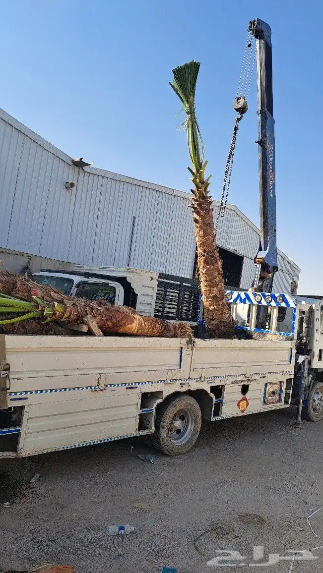 نخل واشنطن للبيع 2