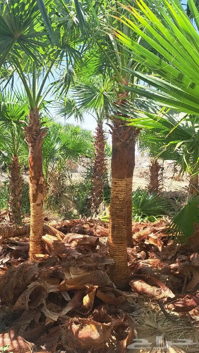 نخل واشنطن للبيع 8