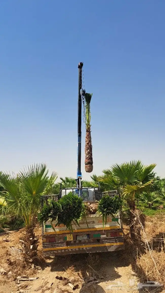 نخل واشنطن للبيع 9