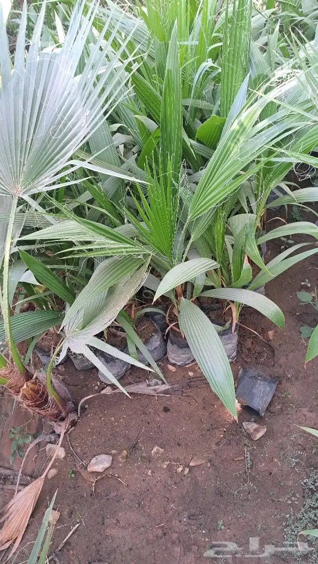 نخل واشنطن للبيع 5