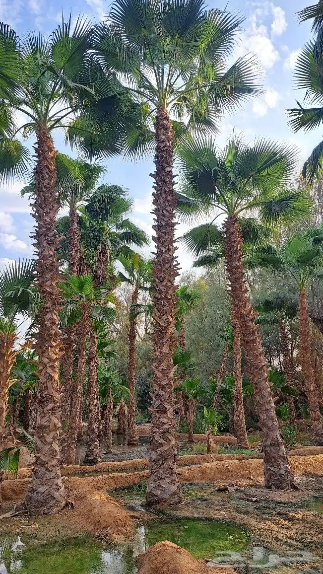 نخل واشنطن للبيع 1