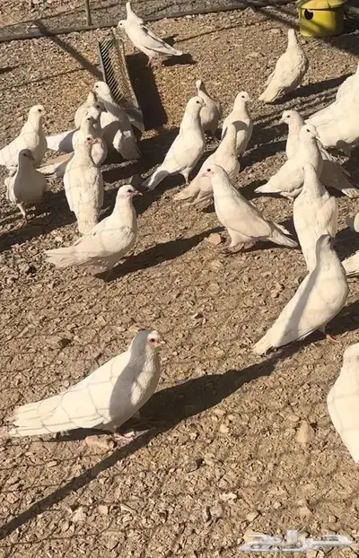 حمام فرنسي ملكي 0