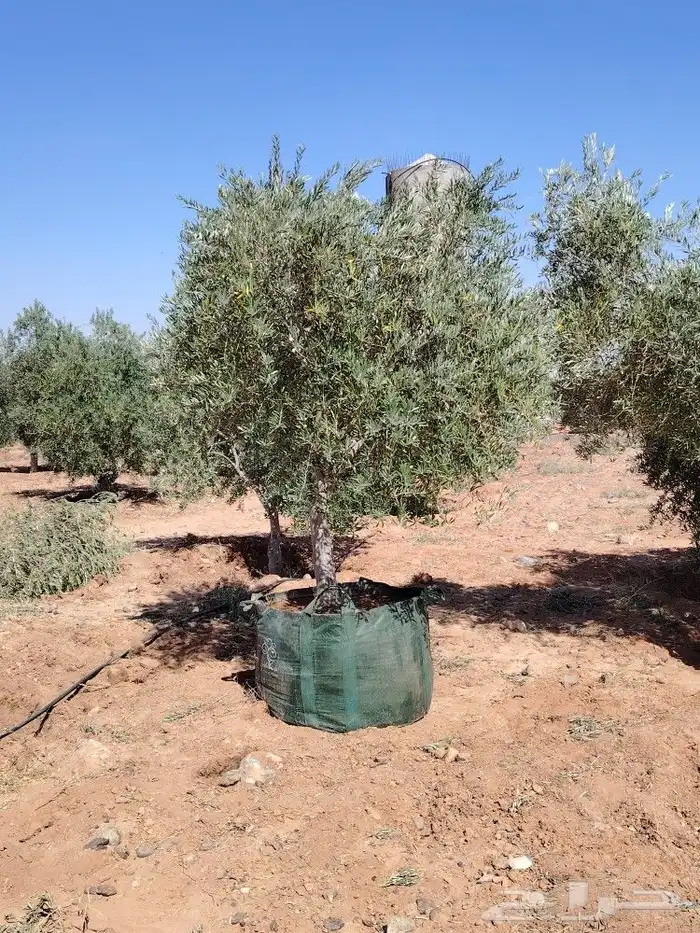 يوجد لدينا جميع انواع الشجار الزيتون باحواض مراكن 6